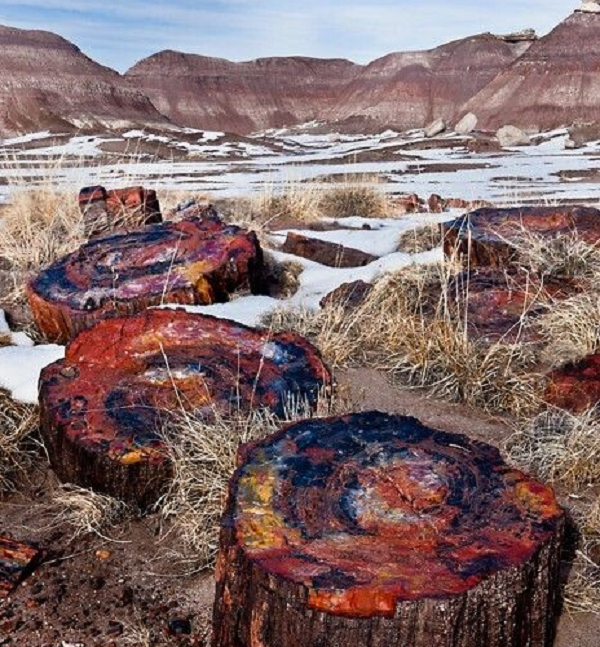 Từ thế kỷ 19, 20, con người bắt đầu chế tác chúng thành bàn, giá nến và lọ hoa. Những cây gỗ hóa ngọc này rất quý hiếm nên giá trị khá cao. Đặc biệt là những cây gỗ hóa ngọc có hình dáng hoàn chỉnh và kích thước lớn.