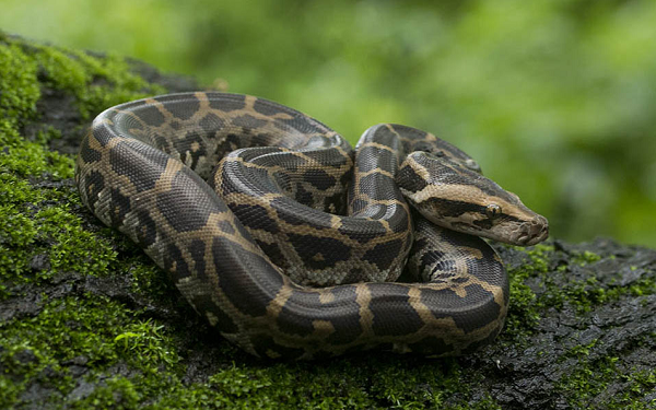 Vào mùa đông ở miền Bắc, loài thường ở trong hang hốc và chủ yếu đi kiếm mồi vào ban đêm; còn vào mùa hè chúng thích ngâm mình trong nước. Thức ăn của loài chủ yếu là gặm nhấm, hươu nai, chim, ếch nhái và bò sát.