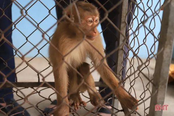 Sau đó, cá thể trăn đất và khỉ vàng đã được anh Nguyễn Đức Đan và đại diện Hạt Kiểm lâm Nghi Xuân bàn giao cho Vườn Quốc gia Vũ Quang để chăm sóc và thả về môi trường tự nhiên.