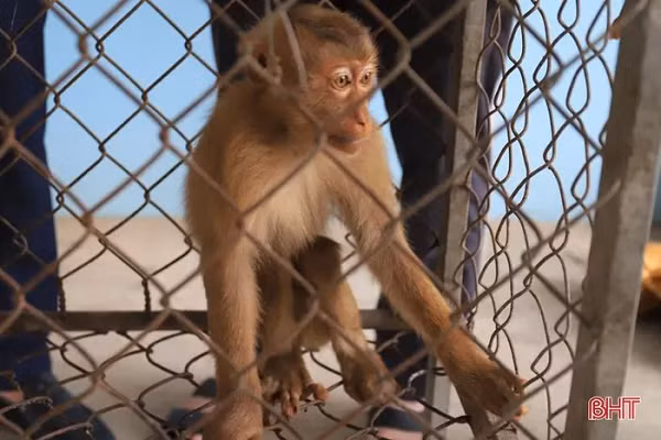 Sau đó, cá thể trăn đất và khỉ vàng đã được anh Nguyễn Đức Đan và đại diện Hạt Kiểm lâm Nghi Xuân bàn giao cho Vườn Quốc gia Vũ Quang để chăm sóc và thả về môi trường tự nhiên.