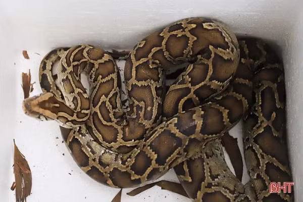 Sau khi mua con trăn đất dài gần 2m nặng khoảng 6 kg và con khỉ vàng nặng 3 kg, anh Đan liền điện báo tin cho Hạt Kiểm lâm Nghi Xuân đến tiếp nhận. (Ảnh: Báo Hà Tĩnh)