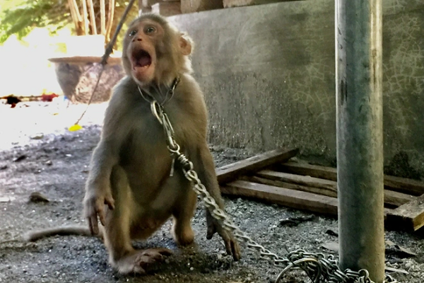 Đuôi khỉ vàng có độ dài trung bình ngắn hơn 3/4 chiều dài đầu và thân, được phủ một lớp lông tốt. Vùng mông ngoài và đùi có màu hung đỏ. Da quanh chai mông tròn, không có lông.