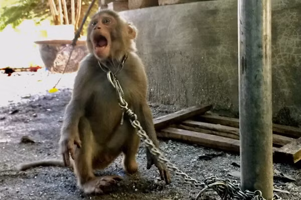 Đuôi khỉ vàng có độ dài trung bình ngắn hơn 3/4 chiều dài đầu và thân, được phủ một lớp lông tốt. Vùng mông ngoài và đùi có màu hung đỏ. Da quanh chai mông tròn, không có lông.