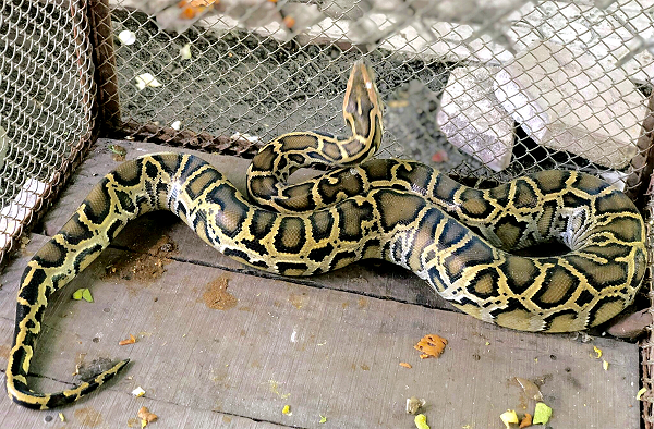 Trăn đất Python molurus có kích thước, trọng lượng lớn nhất trong các loài trăn được tìm thấy ở Việt Nam với kích thước trung bình 4-6 m, một số cá thể dài khoảng 8 m và nặng hơn 100 kg.