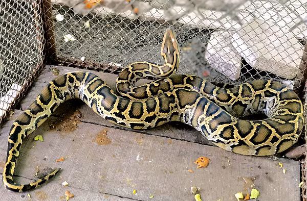 Trăn đất Python molurus có kích thước, trọng lượng lớn nhất trong các loài trăn được tìm thấy ở Việt Nam với kích thước trung bình 4-6 m, một số cá thể dài khoảng 8 m và nặng hơn 100 kg.