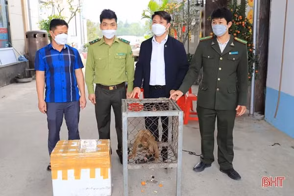 Vào ngày 14/3, khi đang kinh doanh ở nhà, anh Nguyễn Đức Đan trú tại thôn Lâm Vượng (xã Xuân Liên) nghe tin có người đàn ông bán 2 cá thể động vật là khỉ vàng và trăn đất nên ngỏ ý mua để thả về tự nhiên. (Ảnh: Báo Hà Tĩnh)