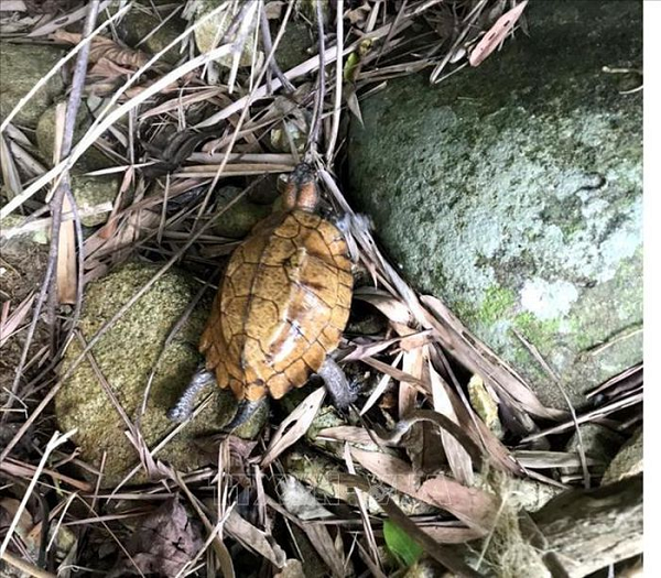 Sau đó, ông lập tức bàn giao cho Hạt Kiểm lâm liên huyện Sơn Tịnh - thành phố Quảng Ngãi. Sau khi tiếp nhận và tiến hành chăm sóc, ngày 16/3 vừa qua, Hạt Kiểm lâm liên huyện Sơn Tịnh - thành phố Quảng Ngãi phối hợp với Hạt Kiểm lâm thị xã Đức Phổ đã tiến hành thả cá thể rùa về rừng phòng hộ tự nhiên.