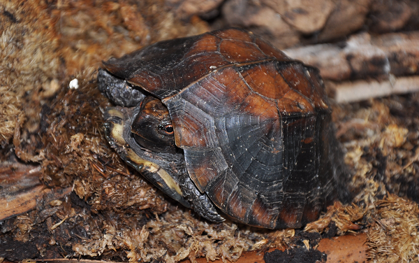 Ở Việt Nam thì loài rùa Sa Nhân chủ yếu còn được tìm thấy ở vườn Quốc gia Cúc Phương. Thức ăn của loài rùa Sa Nhân chủ yếu là các loại thực vật nhỏ, trái cây rụng và chúng cũng có thể bắt và ăn thịt các loài động vật nhỏ như ốc, giun, cá nhỏ, tôm…