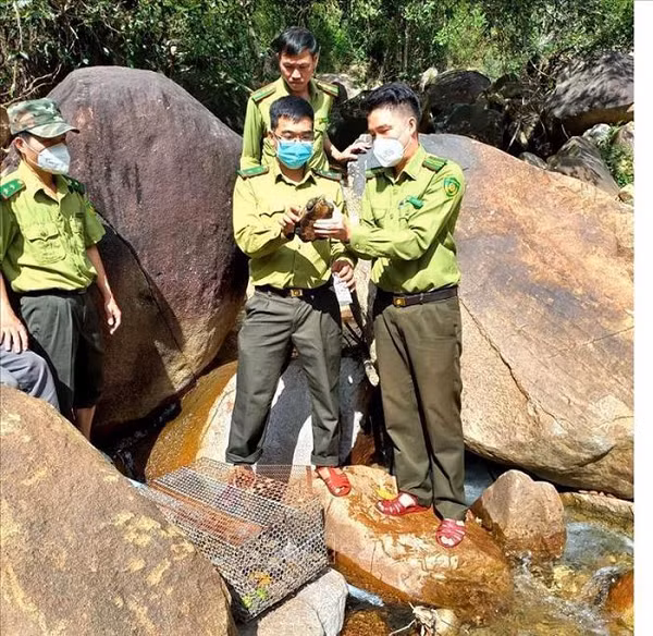 Sáng 13/1/2022, ông Trần Hoài Bình, trú cụm dân cư số 6, tổ dân phố Liên Hiệp 2C, phường Trương Quang Trọng, thành phố Quảng Ngãi đã phát hiện một cá thể rùa Sa Nhân quý hiếm trong vườn nhà.