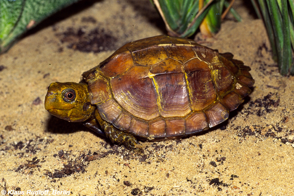 Yếm của rùa Sa Nhân thường hẹp hơn độ mở của mai rất nhiều, cùng với đó là đường nối tấm cánh tay gần bằng với đường nối tấm họng, còn đường nối tấm bụng là dài nhất.