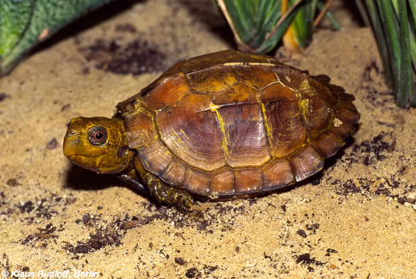 Yếm của rùa Sa Nhân thường hẹp hơn độ mở của mai rất nhiều, cùng với đó là đường nối tấm cánh tay gần bằng với đường nối tấm họng, còn đường nối tấm bụng là dài nhất.