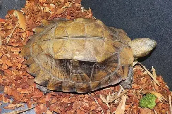 Là một loài rùa cạn quý hiếm, nên hầu như các đặc điểm bên ngoài của loài rùa Sa Nhân đều tương đối khác biệt so với các loại rùa khác hiện nay. Cùng với đó, loài rùa Sa Nhân có kích thước trung bình, không quá to cũng không quá nhỏ.