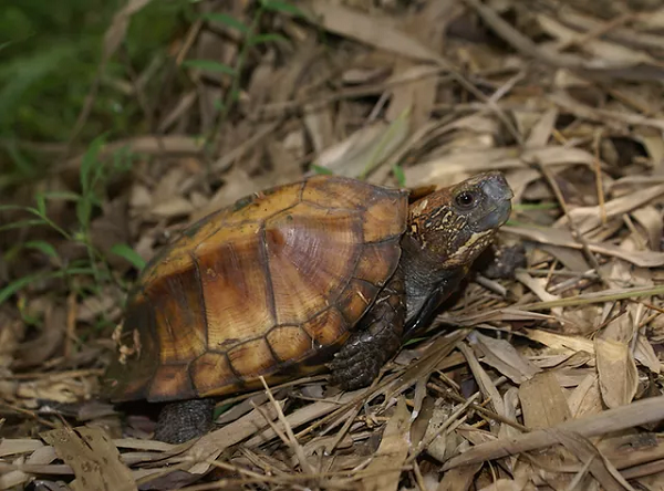 Rùa Sa Nhân thường có màu nâu sáng hoặc vàng ở trên mai, còn màu xám hoặc đen nhạt ở phần bụng. Phía sau phần mai rùa có hình dáng như răng cưa, tuy nhiên không sắc nhọn.