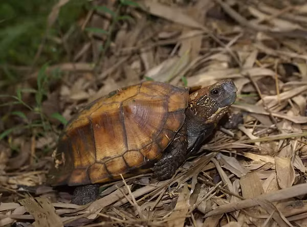 Rùa Sa Nhân thường có màu nâu sáng hoặc vàng ở trên mai, còn màu xám hoặc đen nhạt ở phần bụng. Phía sau phần mai rùa có hình dáng như răng cưa, tuy nhiên không sắc nhọn.