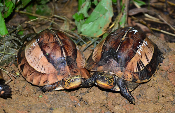 Rùa Sa Nhân khi trưởng thành sẽ có chiều dài đạt từ 14-18cm, trọng lượng từ 400-800g, phần lưng mai sẽ có 3 gờ nối sẵn, một gờ nối ở giữa bụng và 2 gờ còn lại sẽ chạy từ vảy 1 đến vảy 4 của mai.