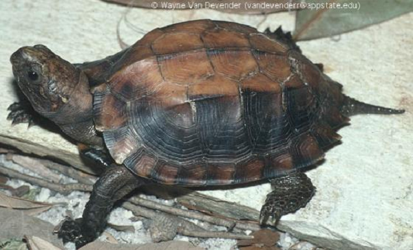 Rùa Sa Nhân thuộc nhóm IIB, được liệt kê trong Sách đỏ IUCN 2012 và cần được bảo vệ khẩn cấp.