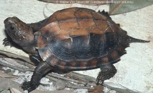 Rùa Sa Nhân thuộc nhóm IIB, được liệt kê trong Sách đỏ IUCN 2012 và cần được bảo vệ khẩn cấp.