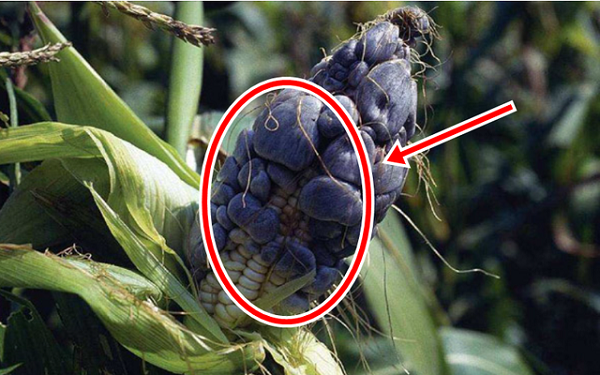 Tuy nhiên, mốc ngô chỉ có thể nấu hoặc ăn sống khi chín mềm, còn khi hóa khô thì không thể ăn được. Những món ăn này thường sẽ mang mùi vị của cả ngô và nấm, ngoài ra còn có màu đen.