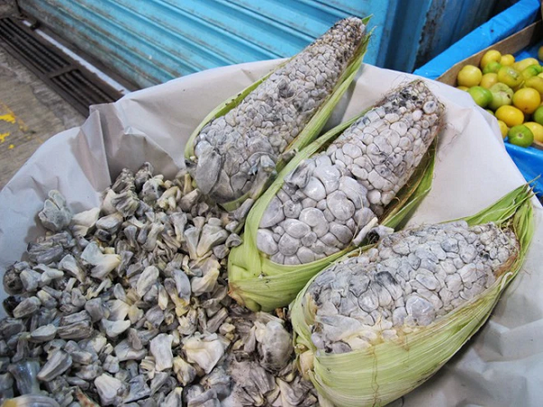 Loại nấm này phát triển trên bắp ngô sau trời mưa khiến những hạt ngô biến thành những cục bướu trắng, xám, hồng và đen bất thường, còn gọi là mốc ngô huitlacoche.