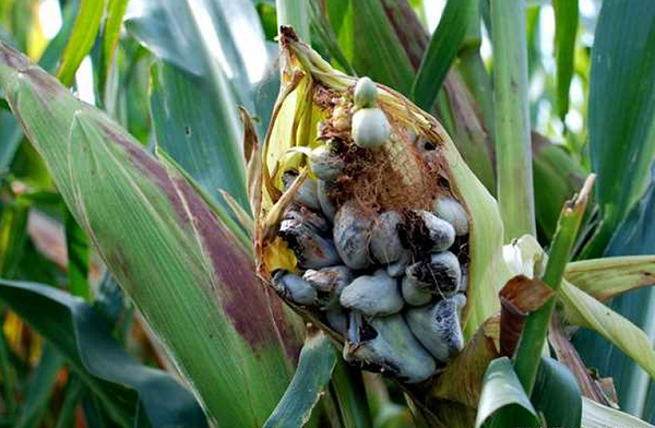 Những cục mốc ngô này trông rất xấu xí, chúng có kích thước to bất thường so với các hạt ngô với lớp vỏ bên ngoài mịn màng màu trắng xám còn bên trong đen sì.