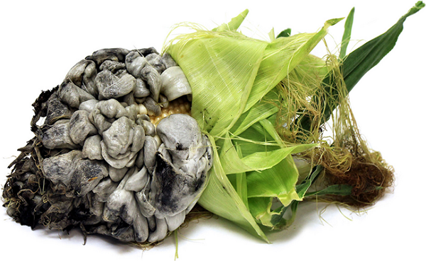 Người Mexico tách từng mảng huitlacoche ra khỏi bắp sau đó chế biến nhiều món ăn truyền thống đậm đà hương vị như món khai vị quesadillas, bánh ngô tamales, súp, hoặc taco.