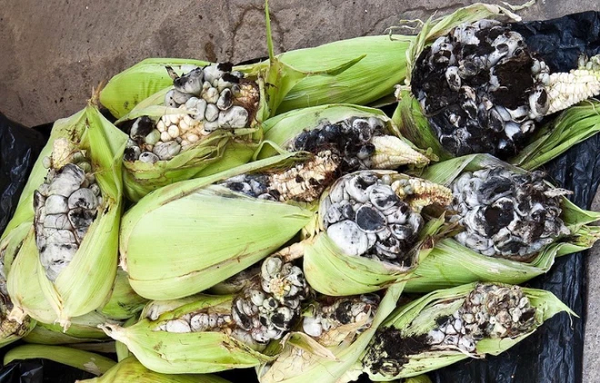 Trái lại, những người sành ăn trên thế giới, khi bắt gặp những cục mốc ngô họ còn sẵn lòng trả giá cao để được sở hữu chúng. Người Mexico còn nghĩ ra món ăn độc đáo được chế biến từ chính những miếng mốc ngô ấy.