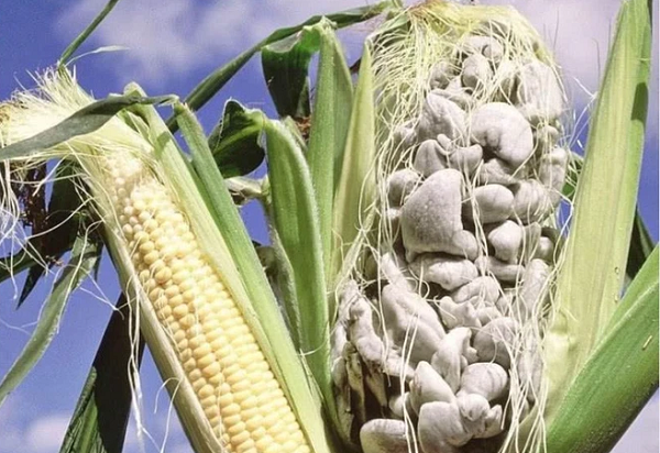 Những cục u xấu xí này không độc, chúng có vị ngọt và có giá trị dinh dưỡng rất cao. Từ những cục mốc ngô này họ có thể chế biến thành nhiều món ăn ngon vô cùng đặc sắc.