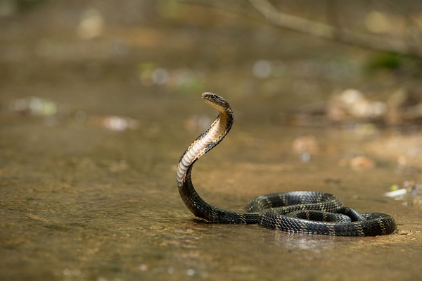 Về tuổi thọ, rắn hổ mang chúa hoang dã có tuổi thọ trung bình khoảng 20 năm. Tuổi thọ tối đa ước lượng được 30 năm.