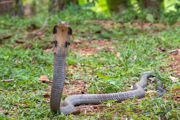 Rắn hổ mang chúa là loài rắn thuộc họ Elapidae (họ Rắn hổ) phân bố chủ yếu trong các vùng rừng nhiệt đới trải dài từ Ấn Độ đến Đông Nam Á. Đây là loài rắn độc dài nhất thế giới, với chiều dài tối đa ghi nhận được trong tự nhiên là 7m.