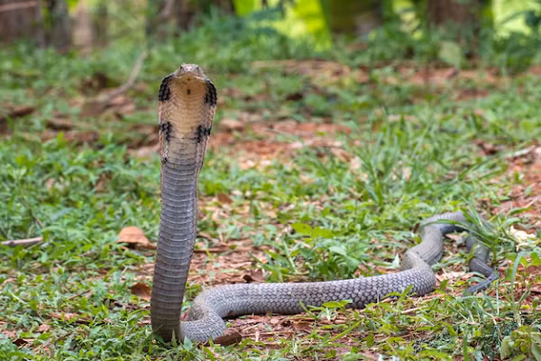 Rắn hổ mang chúa là loài rắn thuộc họ Elapidae (họ Rắn hổ) phân bố chủ yếu trong các vùng rừng nhiệt đới trải dài từ Ấn Độ đến Đông Nam Á. Đây là loài rắn độc dài nhất thế giới, với chiều dài tối đa ghi nhận được trong tự nhiên là 7m.