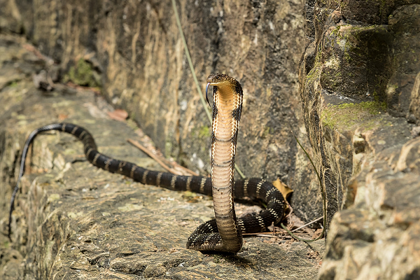 Rắn hổ mang chúa có khả năng tiêm một lượng lớn nọc độc với liều khoảng 200 đến 500mg vào nạn nhân trong một vết cắn. Nọc độc của rắn hổ mang chúa sẽ khiến con mồi giảm thị lực nhanh chóng, gây tê liệt, sau đó là suy hô hấp và tim ngừng đập và tử vong.