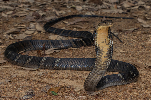 Nếu con người bị rắn hổ mang chúa cắn, nọc độc của nó sẽ tấn công thẳng tới hệ thần kinh trung ương, gây mờ mắt, đau nhức, buồn ngủ, chóng mặt, tê liệt thần kinh, hôn mê và thiệt mạng nhanh chóng.