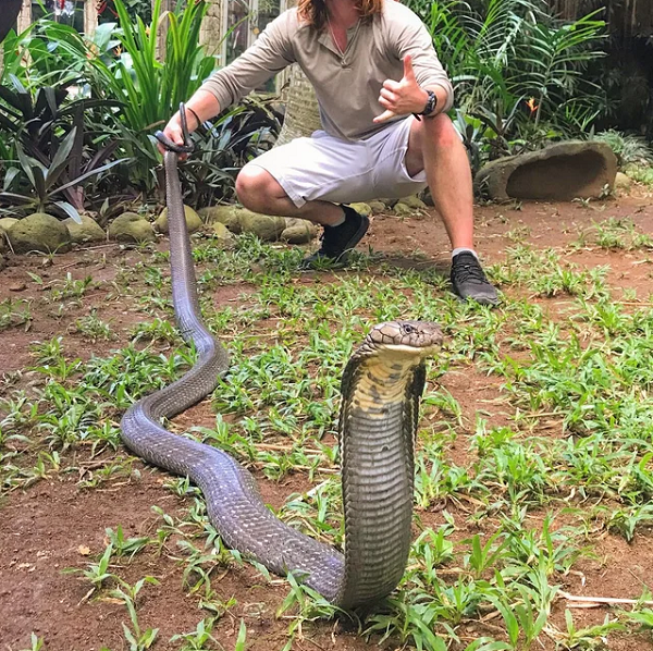 Nọc độc của rắn hổ mang chúa chủ yếu thuộc nhóm neurotoxin gồm các độc tố thần kinh, cytotoxin và một vài hợp chất khác. Những chất này có thể gây tổn hại mô thần kinh và làm vô hiệu các tế bào.