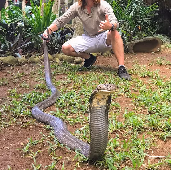 Nọc độc của rắn hổ mang chúa chủ yếu thuộc nhóm neurotoxin gồm các độc tố thần kinh, cytotoxin và một vài hợp chất khác. Những chất này có thể gây tổn hại mô thần kinh và làm vô hiệu các tế bào.