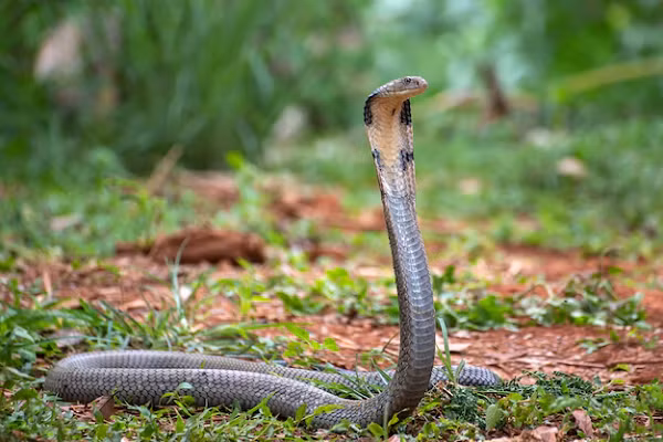 Về mang rắn, giống như các loài rắn hổ mang khác, khi gặp nguy hiểm rắn hổ mang chúa có khả năng phồng mang, bành rộng phần cổ ra. Với cách này, rắn hổ mang chúa sẽ ngụy trang thân hình của mình to hơn bình thường rất nhiều, giúp rắn uy hiếp kẻ thù.