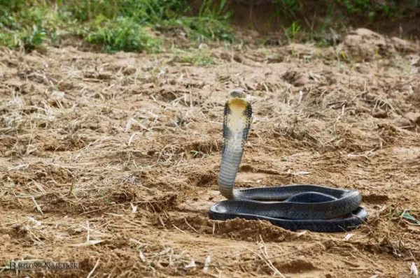 Rắn hổ mang chúa được đánh giá là loài nguy hiểm và đáng sợ trong phạm vi sinh sống của chúng, mặc dù loài rắn này không chủ động tấn công con người.