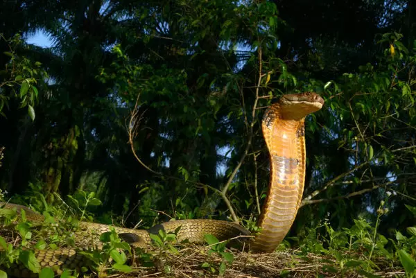 Một số trường hợp, lượng nọc độc rắn hổ mang chúa tiết ra trong một vết cắn có thể lên tới 7ml, đủ để giết chết một con voi châu Phi trong vài giờ và làm cho 20 người đàn ông trưởng thành thiệt mạng.