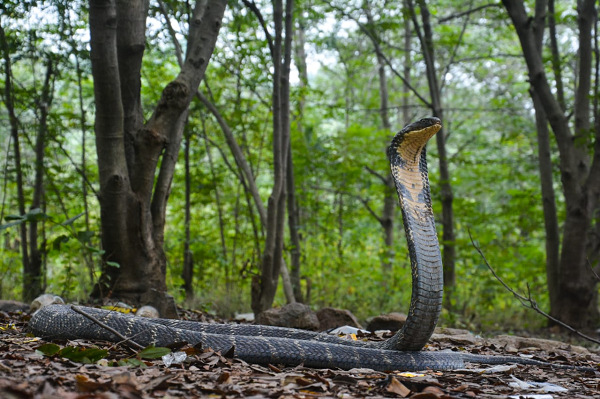 Về mắt rắn, rắn hổ mang chúa sở hữu đôi mắt đen tròn sáng và mi mắt trong suốt; có nghĩa là rắn hổ mang chúa không bao giờ chớp mắt, rất hữu dụng khi săn mồi. Khi bị trầy xước, lớp mi này nhanh chóng bong tróc và được thay thế bằng một lớp khác.