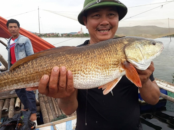 Tại Việt Nam, loài cá này phân bố chủ yếu quanh vùng cửa sông, châu thổ sông Hồng và Cửu Long với số lượng lớn nhất tại vùng cửa sông Hồng.