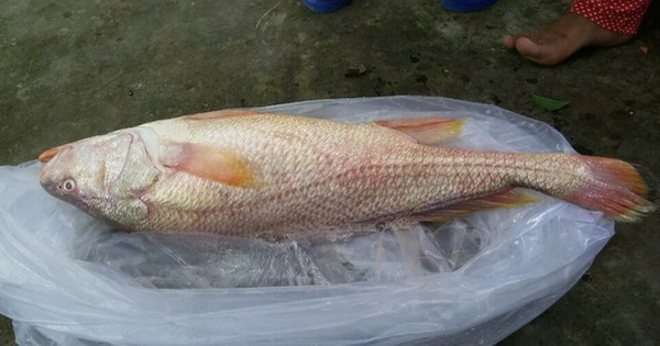 Thịt cá sủ vàng ăn tươi có mùi vị thơm ngon, bóng cá phơi khô là thực phẩm có giá trị dinh dưỡng cao. Thịt cá còn được sử dụng làm thuốc chữa một số bệnh ngoài da, đặc biệt là bệnh nấm tổ đỉa, óc cá làm thuốc chữa bệnh thần kinh rất có giá trị trong y học.