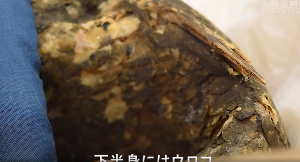 Ngày 2/2, nhóm chuyên gia tiến hành chụp CT xác ướp. Họ cũng sẽ lấy mẫu DNA để công bố loài nào được kết hợp với nhau, tạo ra "nàng tiên cá".