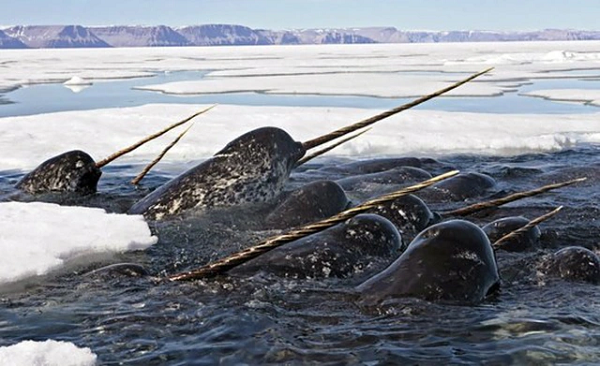 Ngà của con cái nhỏ hơn và không xoắn ốc. Duy chỉ có một trường hợp trước đây được ghi nhận có một cá thể kỳ lân biển cái có đến 2 chiếc ngà. Chiếc ngà của kỳ lân biển không có vai trò quá lớn trong đời sống.