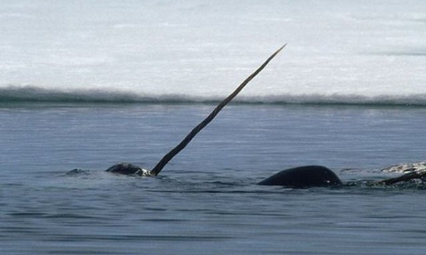 Hầu hết kỳ lân biển đực đều có ngà bên trái, chỉ có khoảng 1 trong 500 con đực phát triển ngà bên phải. Trong khi đó, chỉ có 15% kỳ lân biển cái có ngà.