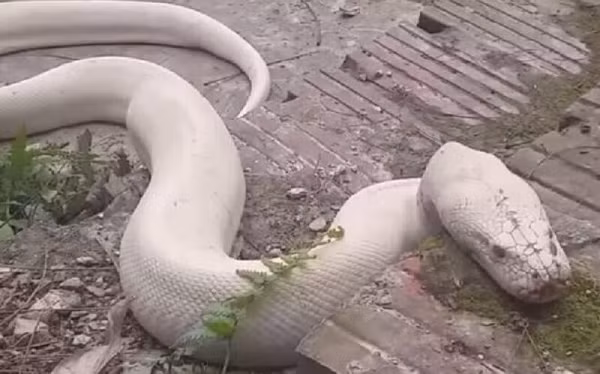 Nguon goc kho tin cua “bach xa” xuat hien o den Mau Ninh Binh