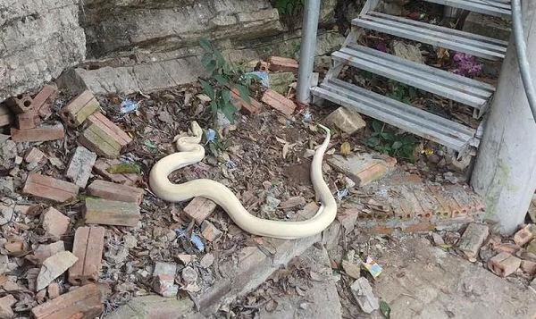 Được biết, nguồn gốc con trăn này là có hai vợ chồng người Ninh Bình mang đến một đơn vị chức năng có chuyên môn bảo tồn gần địa bàn xã để bàn giao, nhưng vì trăn ngoại lai nên họ không nhận.