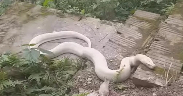 Theo mô tả, con trăn này dài khoảng 3m, nặng trên chục ký và là loại trăn bạch tạng hiếm thấy trong tự nhiên. Dù rất nhiều người tò mò kéo đến quan sát nhưng con trăn này vẫn nằm im, không có dấu hiệu tấn công một ai.