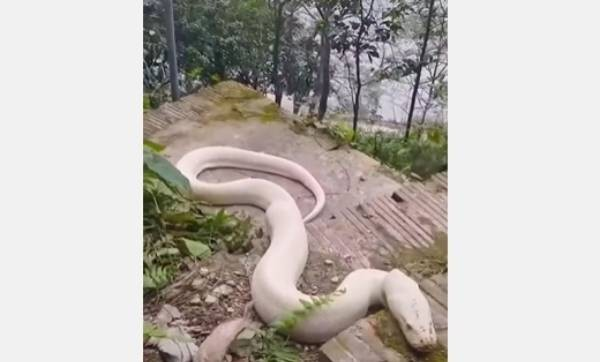 Được biết đây là loại trăn Nam Mỹ, không phải loại trăn bản địa. Hiện kiểm lâm địa phương đã bắt con trăn trên đưa đi khỏi khu vực đền Mẫu.