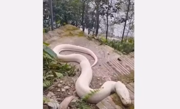 Được biết đây là loại trăn Nam Mỹ, không phải loại trăn bản địa. Hiện kiểm lâm địa phương đã bắt con trăn trên đưa đi khỏi khu vực đền Mẫu.