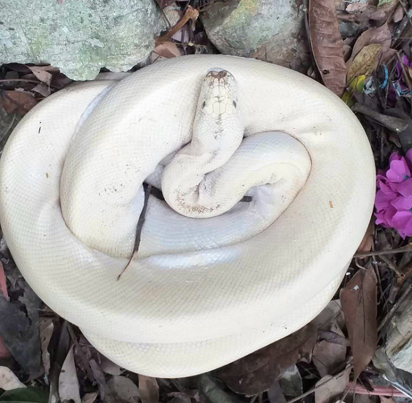 Con trăn màu trắng chỉ nặng hơn 4 kg, không phải là trăn "khủng" như mọi người lan truyền trên mạng.