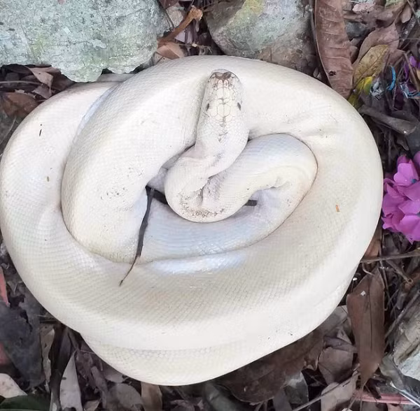 Con trăn màu trắng chỉ nặng hơn 4 kg, không phải là trăn "khủng" như mọi người lan truyền trên mạng.
